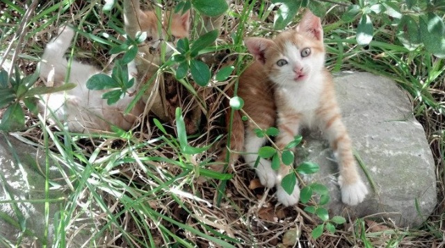 红色换挡，萨卡的风暴与亚特兰大的火焰，利物浦王权下的时代更迭