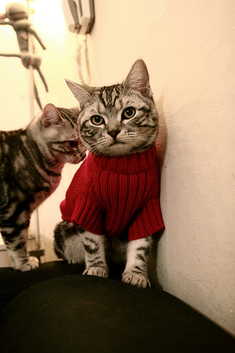 绿茵双星记,范戴克定海神针,沙特疾风骤雨压克罗地亚