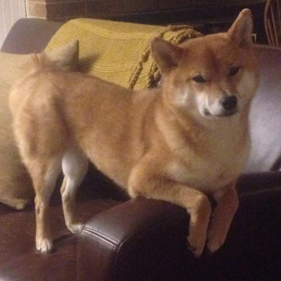 终场前2.4秒绝杀!贝恩致命三分射落广厦,北京主场陷入沸腾