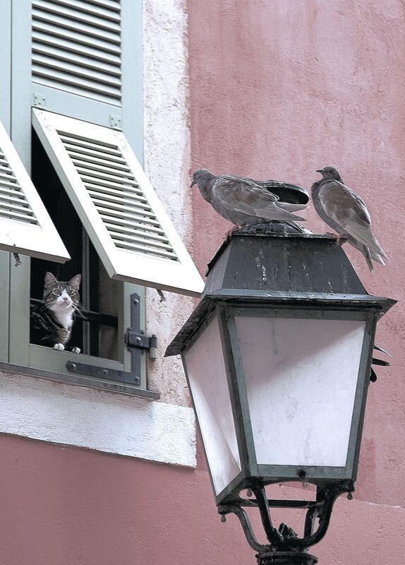 德甲争冠战焦点与希腊喀麦隆对决,跨越俱乐部的国家荣耀