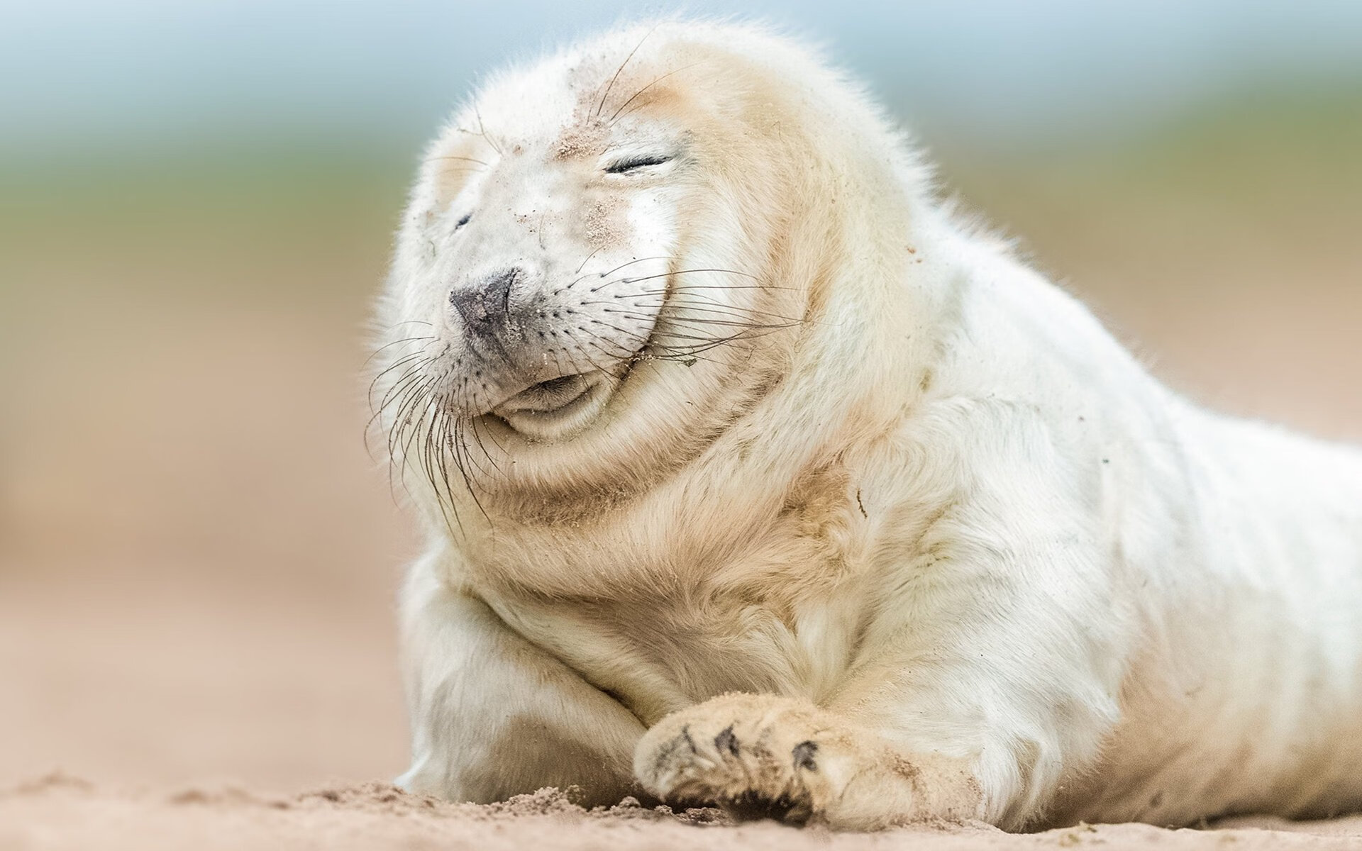 加维爆发!爱尔兰铁血争冠路,洪都拉斯成最后试金石