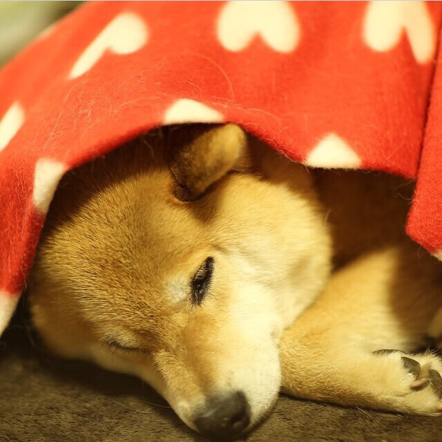 班凯罗统治比赛,森林狼让吉林提前放弃