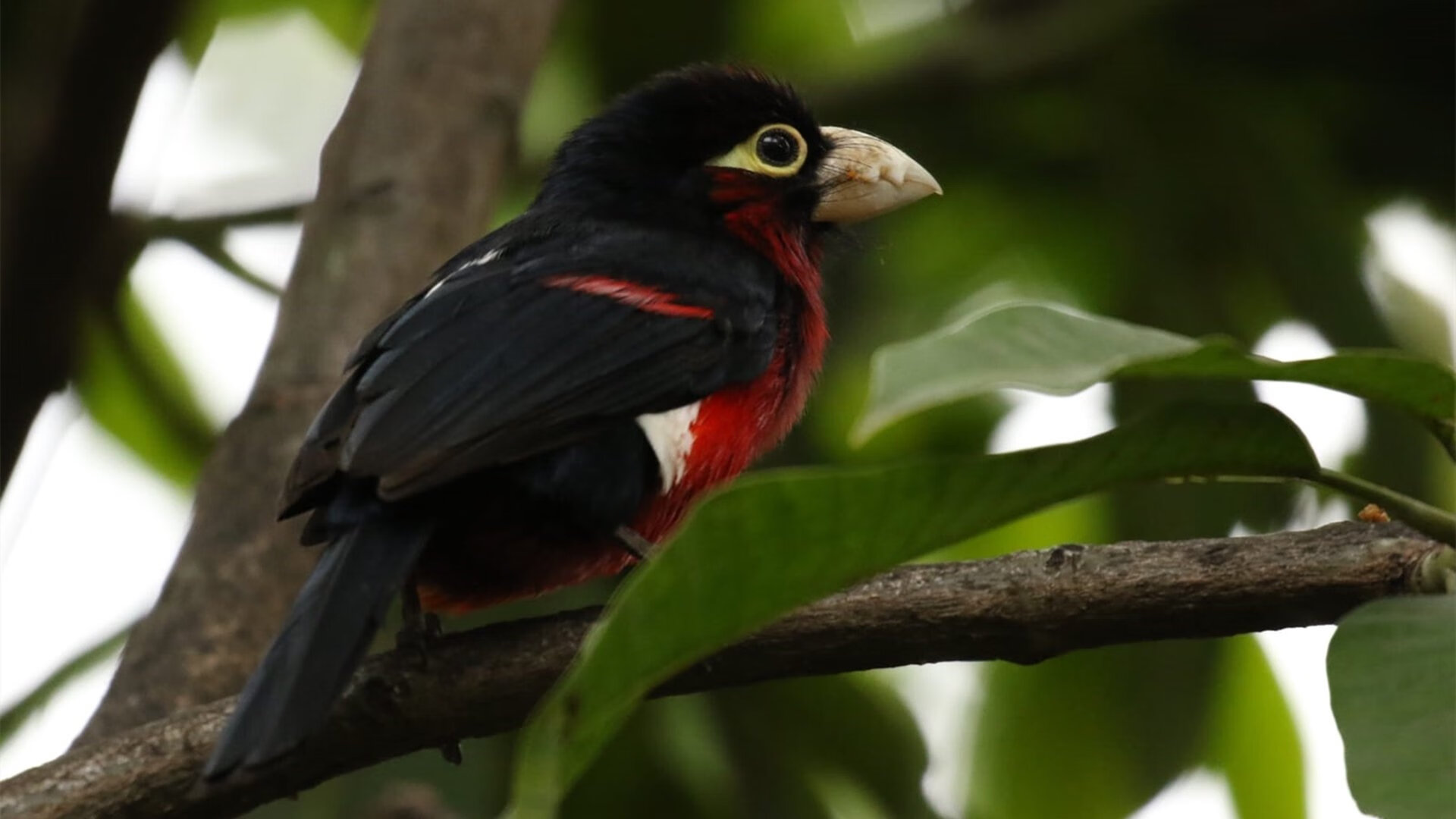 希腊怪物肆虐篮下与红色狂潮席卷天山—当绝对天赋遇见体系压制