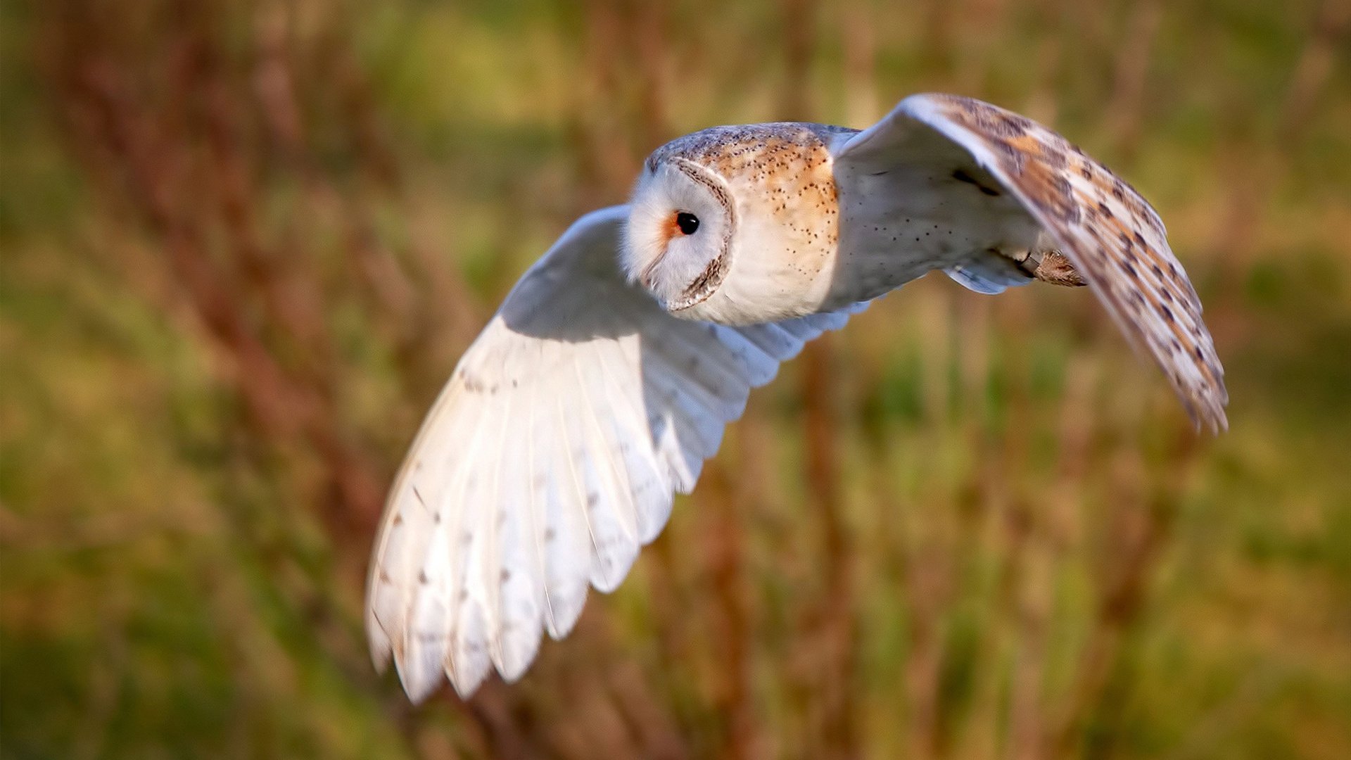 盾碎天山，当武切维奇化为刺穿西域铁壁的岭南奇兵