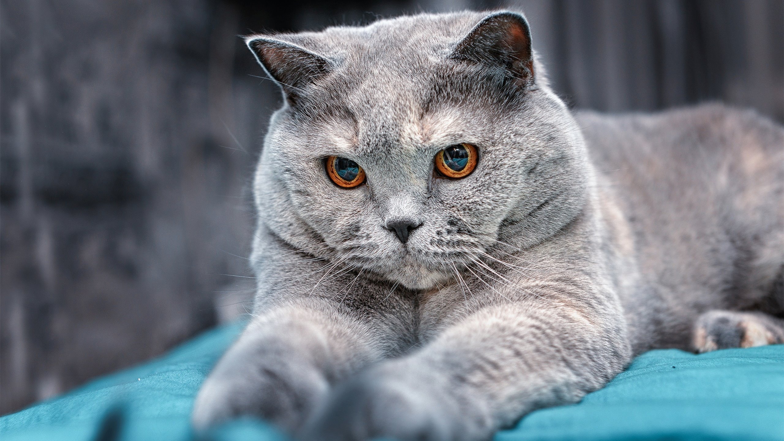 开云体育官网-欧冠交响曲的沉默指挥家，当法比尼奥在喧闹之夜定义秩序