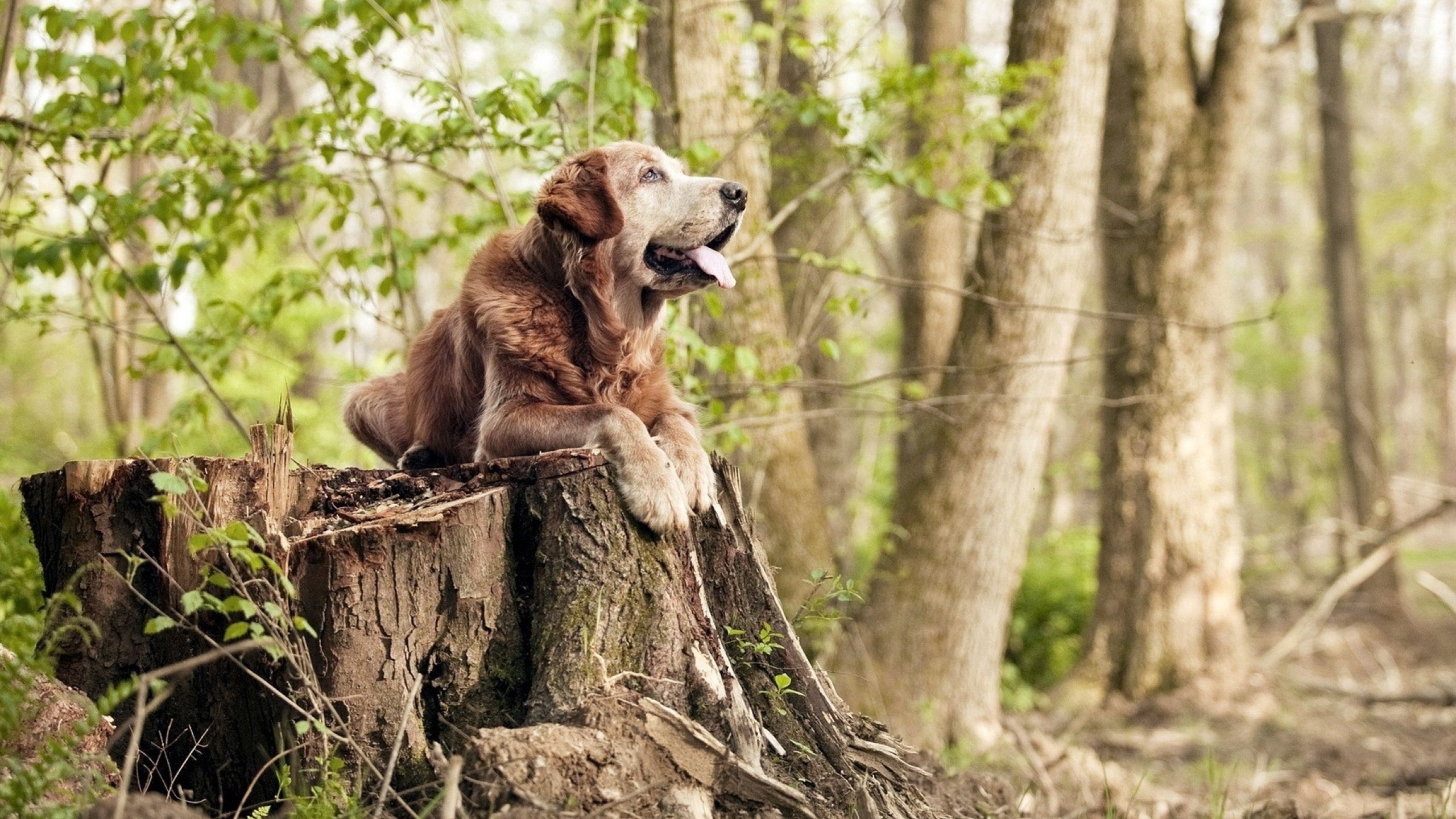非洲之矛刺穿战火，钢铁脊柱撑起残阵—跨越时空的体育精神共鸣
