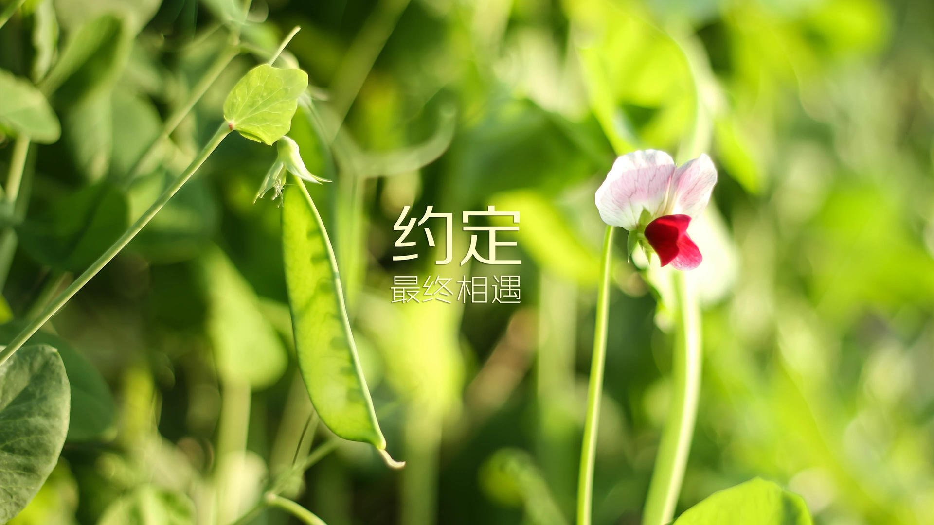 河内奇迹,越南2-1险胜波兰,B费独造三球却难救主,亚洲黑马颠覆A组格局